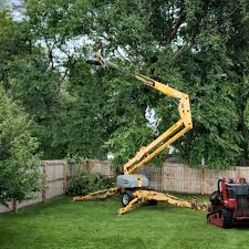 Best Tree Maintenance Programs  in Westville, OK